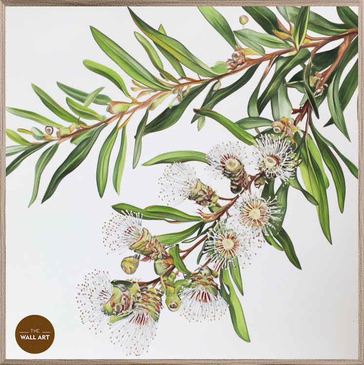 images/products/australian_melaleu_flowers/Australian_Melaleu Flowers_OAK_P.jpg
